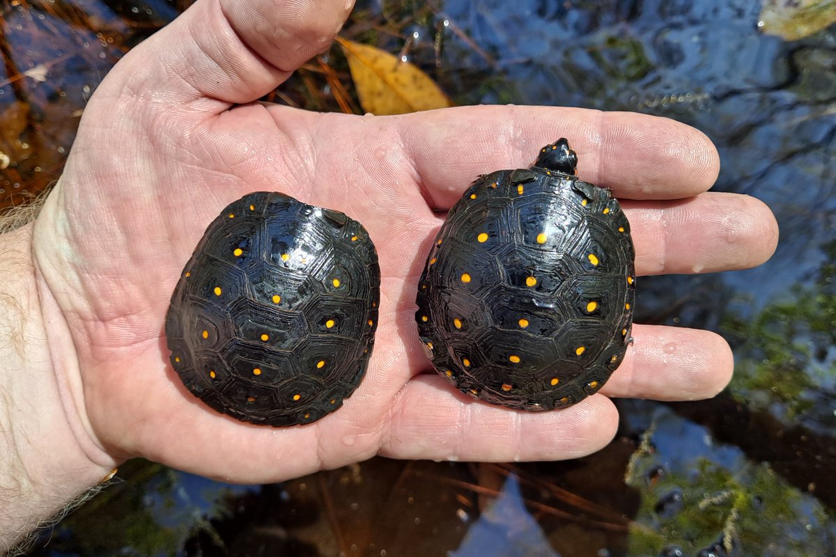 Ben Stegenga tweet media