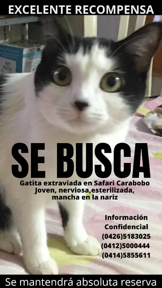 NuriTrejo's tweet photo. Te sigo esperando Lulú, la oscuridad no podrá con la luz que juntas emitimos mi muñeca, todos con Lulú. Gracias Dios le bendiga 🙌🏼 Llama si la ves, si la tienes entrégala, tiene familia y la extraña porque es nuestra hija. ⁦@TarekWiliamSaab⁩ ⁦@SomosNevado⁩ ⁦ https://t.co/urHj03PtAA