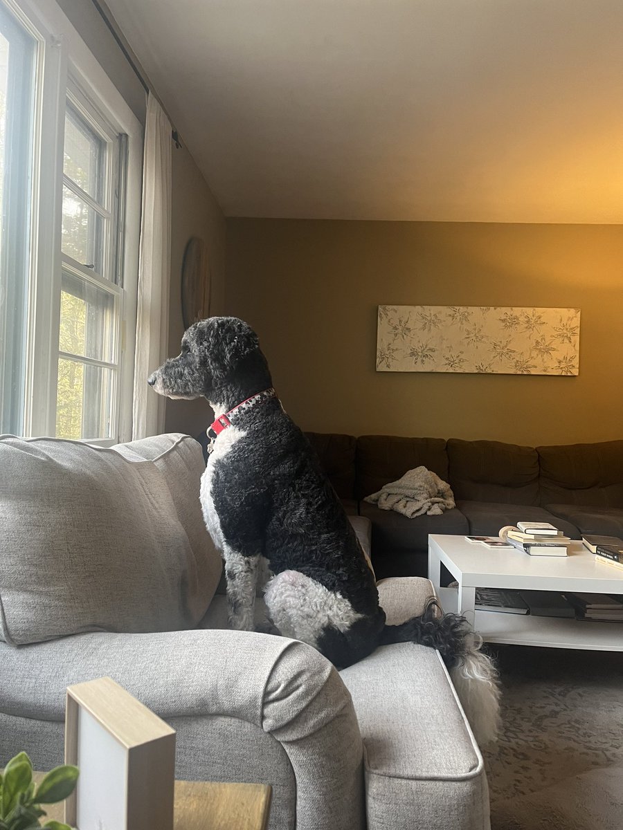 DebMigneault's tweet photo. @dog_rates Important yard surveillance https://t.co/XYxcHWS5Zw