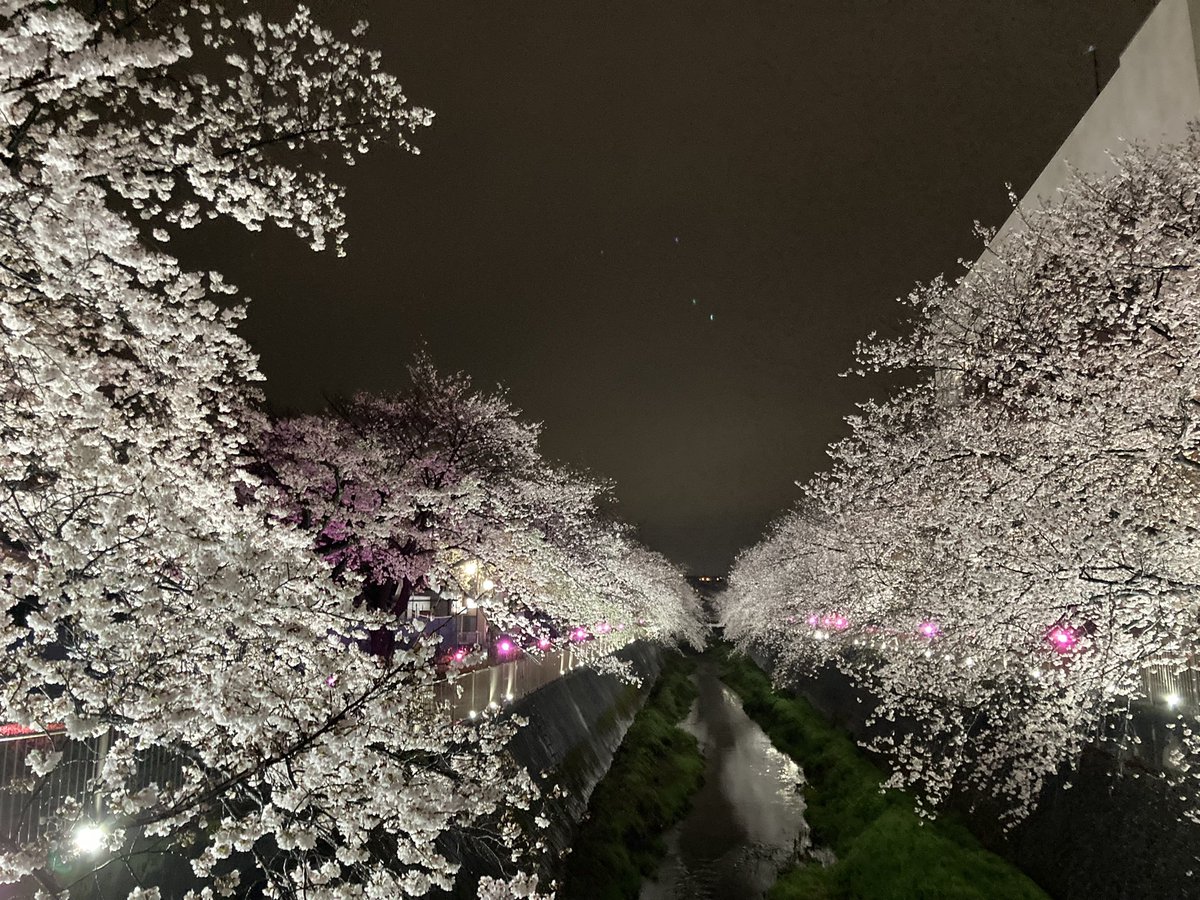 kazegasukiwwww's tweet photo. みんなでお花見出来ますね🌸✨
#lowvison
#Amblyopia
#visualimpairment
#Ophthalmologist
#sight
#visualassistance
#cornea
#retina
#ロービジョン
#弱視
#視覚障害
#眼科医
#視力
#視覚支援
#盲学校
#角膜
#網膜
#アルビノ https://t.co/kQ3injJn3i