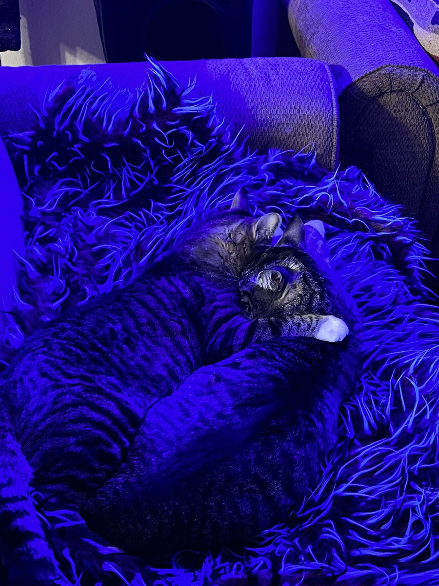 KevinReactsTV's tweet photo. I feel like I don’t post many pictures of my cats so here you go https://t.co/8dsxhCLhUy