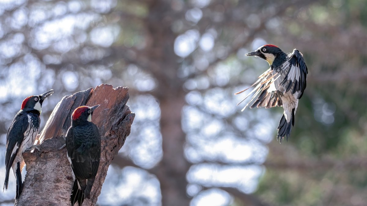 MarkHeathering3's tweet photo. And the Judge's Score....

#birdphotography #BirdsOfTwitter  #WoodpeckerWednesday  #markheatheringtonphotography https://t.co/cqgHp8CEM6