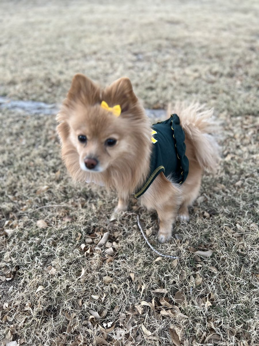 nadia_dlr's tweet photo. @BaylorAthletics Meet Gigi De La Rosa. ❤️#SicEm #Baylor @Baylor #NationalPuppyDay https://t.co/zdnrQkYUwE