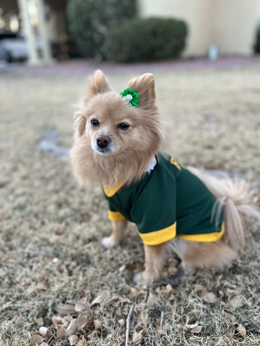 nadia_dlr's tweet photo. @BaylorAthletics Meet Gigi De La Rosa. ❤️#SicEm #Baylor @Baylor #NationalPuppyDay https://t.co/zdnrQkYUwE