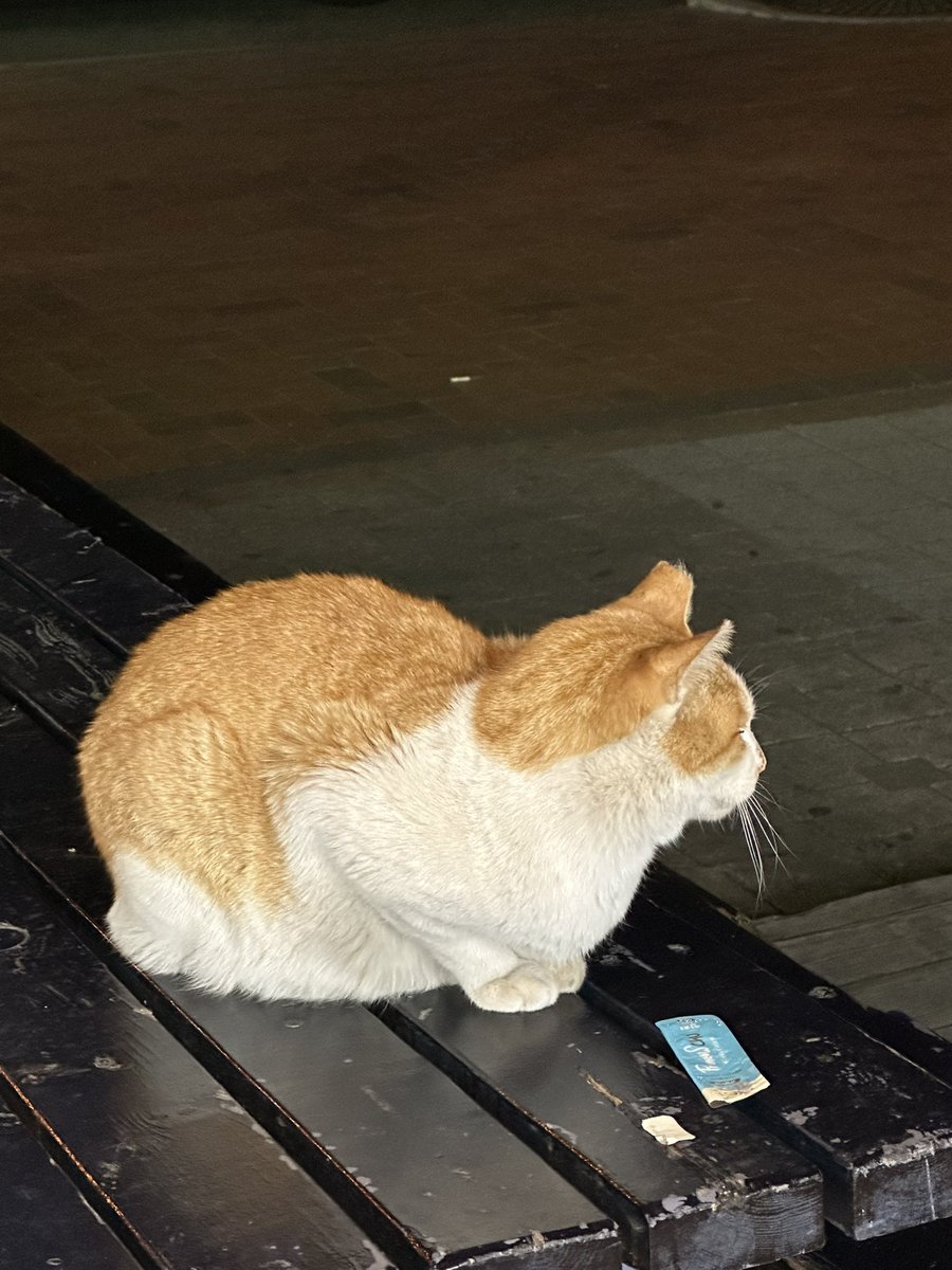 다얻어먹고 
나 모른척함 
이뚱냥이가 ㅡㅡ