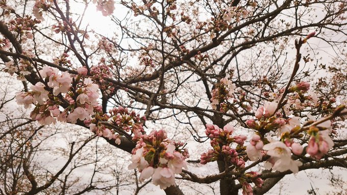 桜の開花が始まってますねえ 