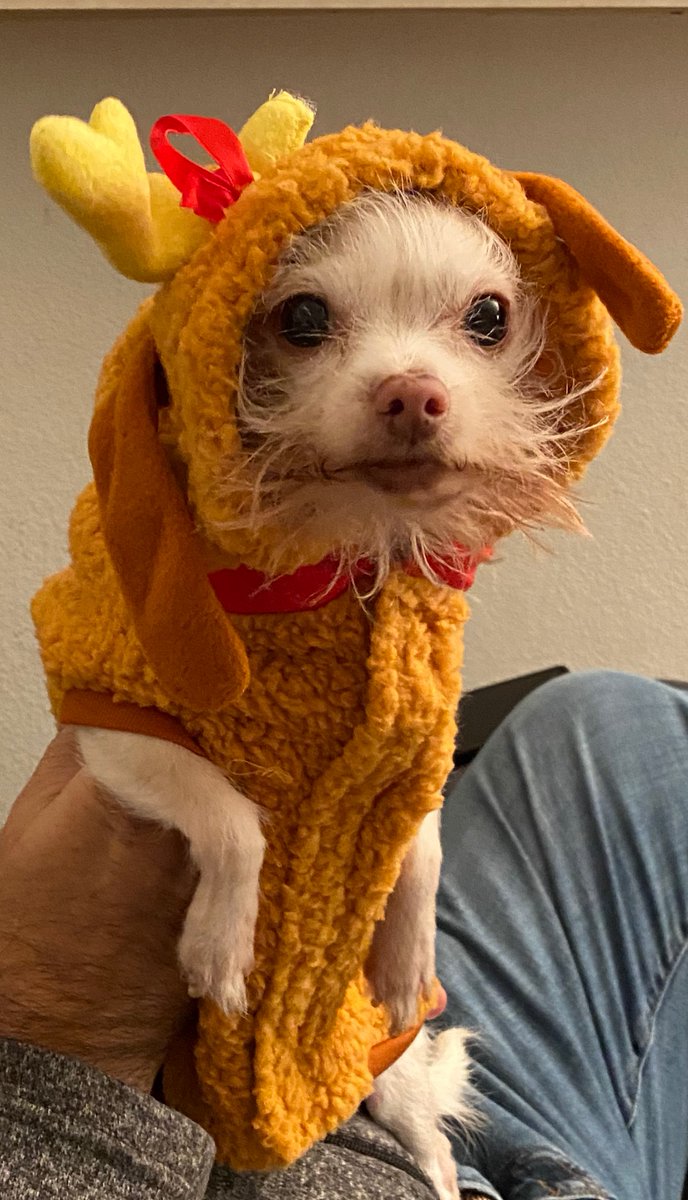 Happy National Pup Day Scruffles! #LifeAtATT