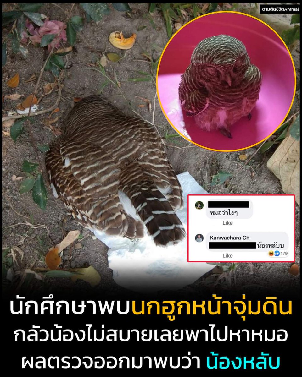 เอ็นดู น้องแค่ง่วง
cr: ตามติดชีวิตanimal