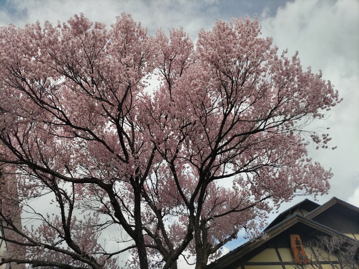 chipchi07812571's tweet photo. #飯田市
#一本桜

曇り空残念
今が満開🌸 https://t.co/Y0ae5ehIxX