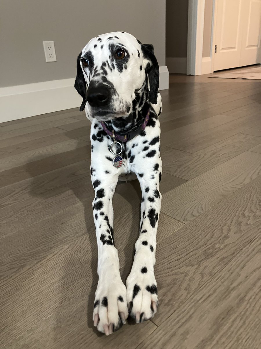 RenwickNeal's tweet photo. @dog_rates Lola https://t.co/rnJS58FTJ3