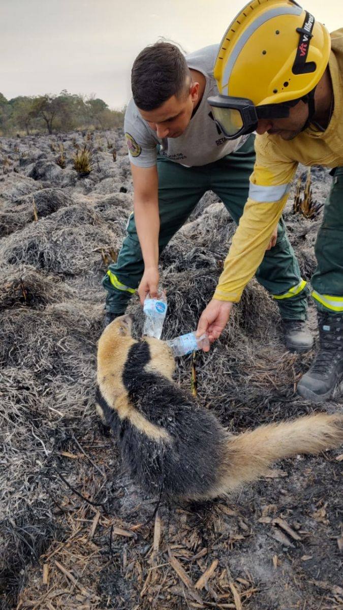 AMBLUISM's tweet image. Un ejemplar de osos melero fue rescatado por brigadistas luego de un incendió de pastizales en la zona rural del paraje Gómez Cué, #Corrientes.
El animalito se encontraba acurrucado en un arbusto, tratando de salvar su vida del fuego que ya lo alcanzaba. Lo pudieron rescatar.