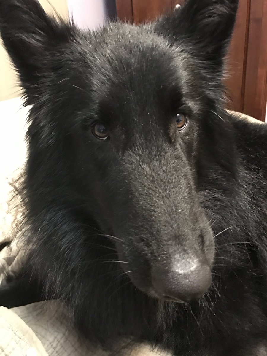 KimberlySWatts's tweet photo. @dog_rates https://t.co/bmFmqhSIB5