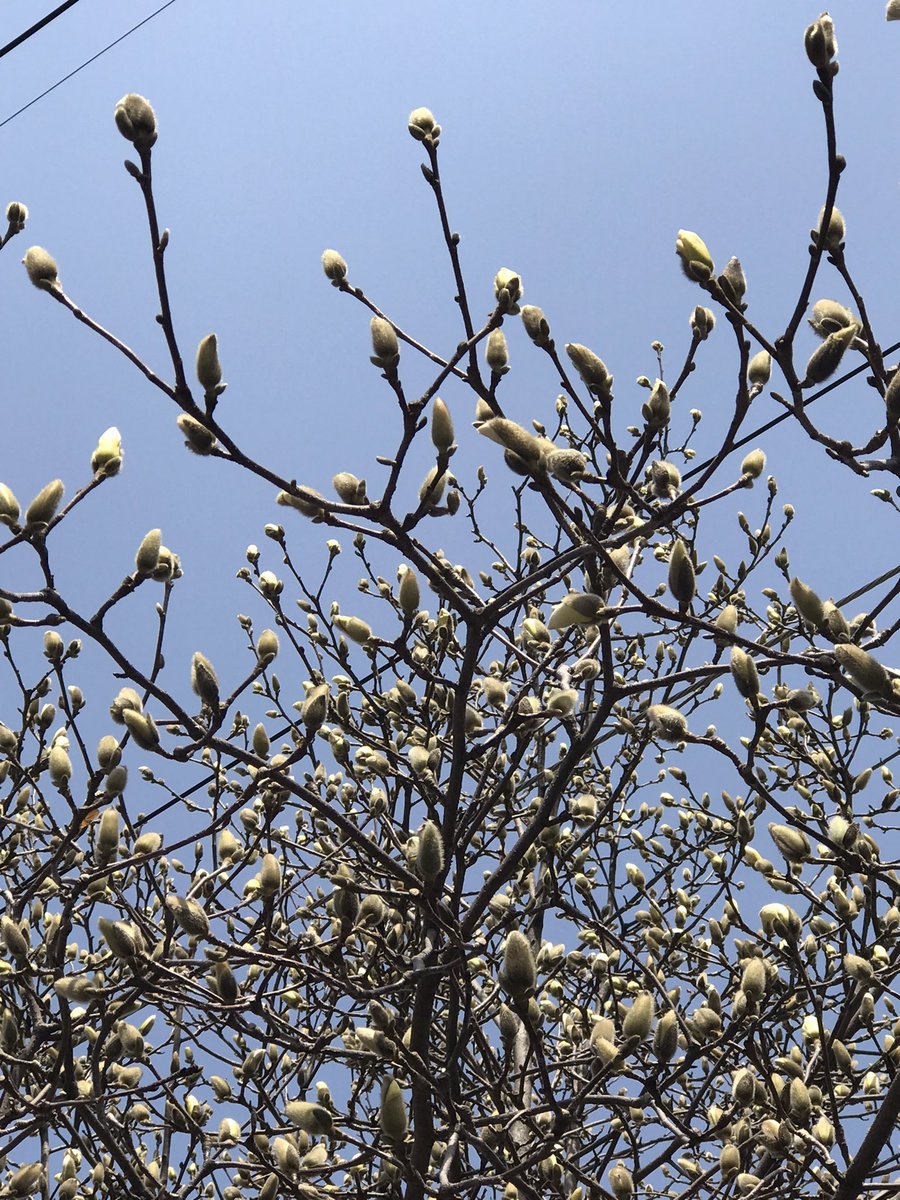 올 봄에는 목련의 꽃망울 보는 걸 놓치지 않았다. 고개만 들면 보이는 것을….다음주면 만개할 것 같다.

#2023 #봄 #목련