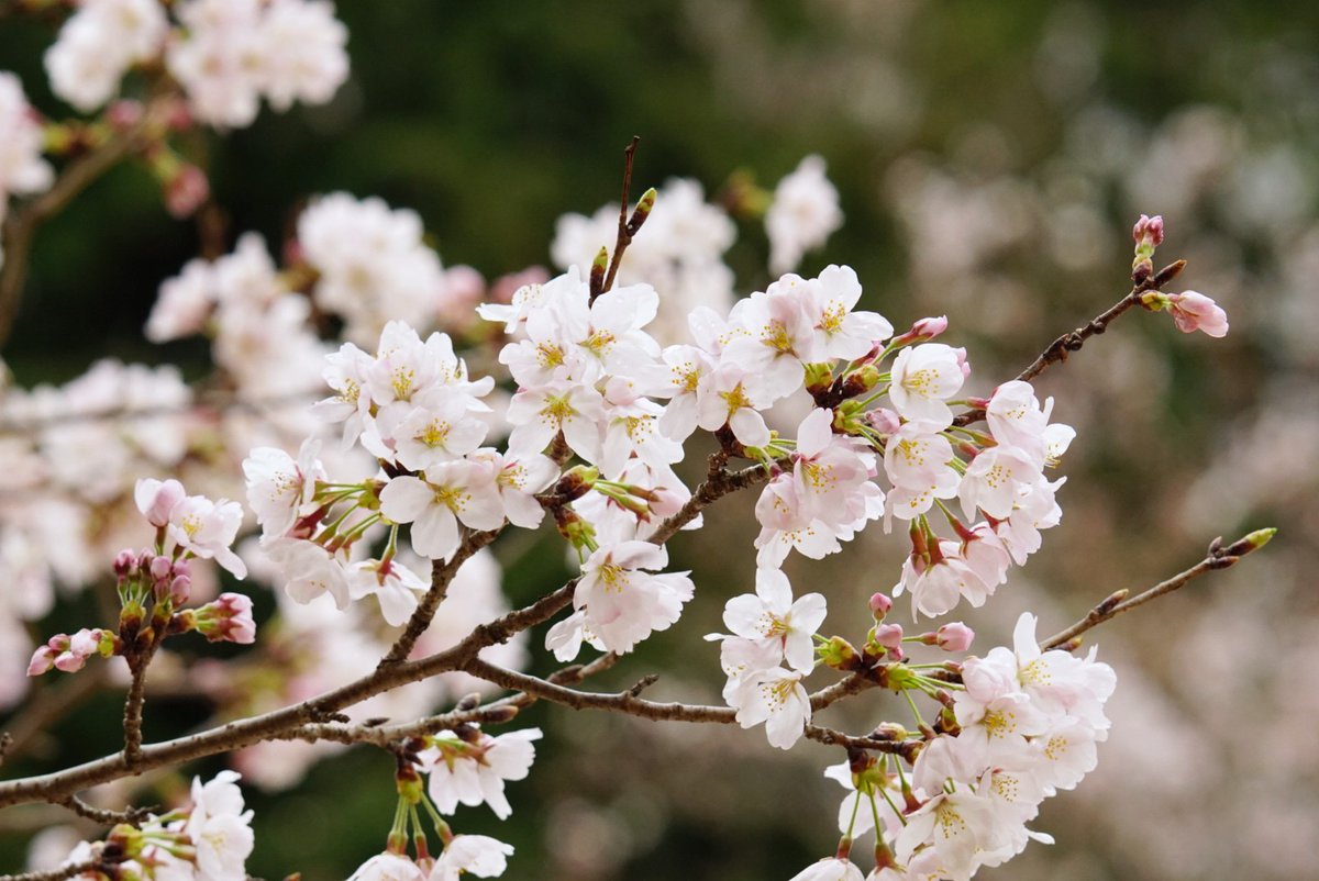 HAOcamp's tweet photo. 『お待たせしました』
本日の桜。
八分咲きくらいですが、花びらが雨に叩かれて、咲き出したばかりなのに地面にも少し散っていました。
天気予報が変わり、月曜日から晴れになっていましたので週明け直ぐにハイキング!

#おおさか #枚方 #野外活動センター
#桜 #blossom https://t.co/BwuAQzxu5E