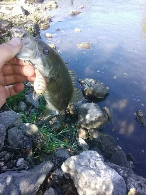 Brycen68514744's tweet photo. Day 94 of posting smallies !                                        #Iowa #Fishing #Hunting #Small #Smallie #Smallmouthbass #bass #bassfishing https://t.co/1VeerzEpwn