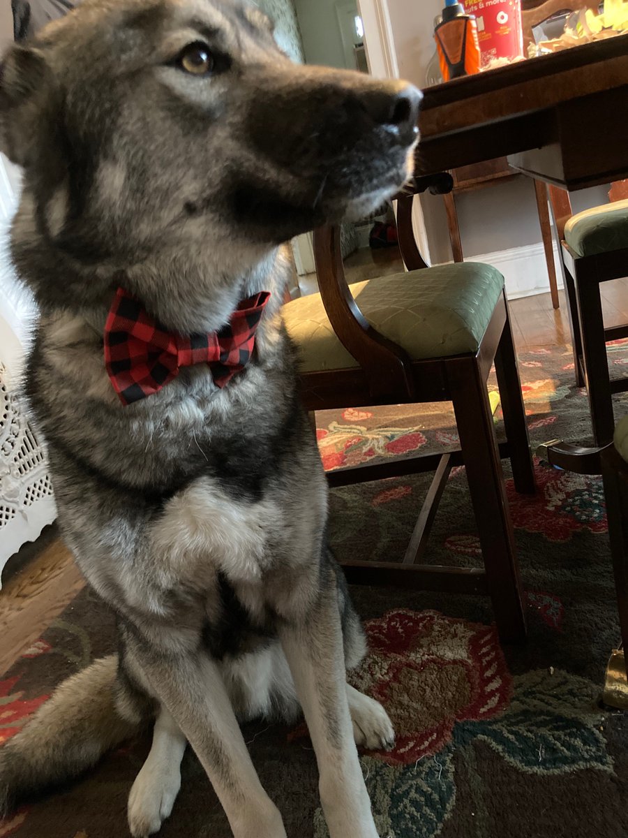 mary_hampp's tweet photo. @dog_rates Hobbes when he first came to us versus the sophisticated pup he’s become 🤣 https://t.co/hW2GJfdqDh