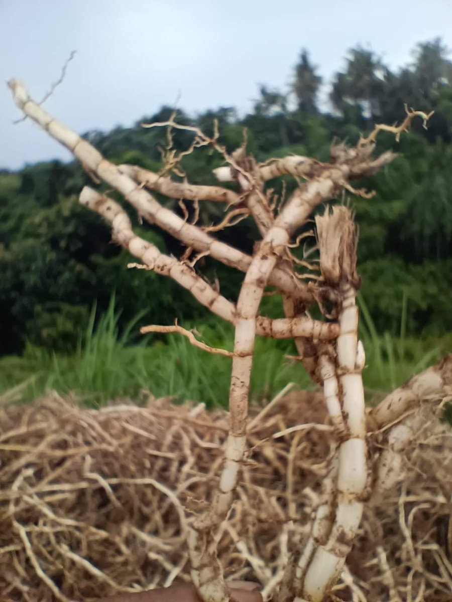 Tiada makhluk di bumi yang tidak punya manfaat. 
#JumatBerkah