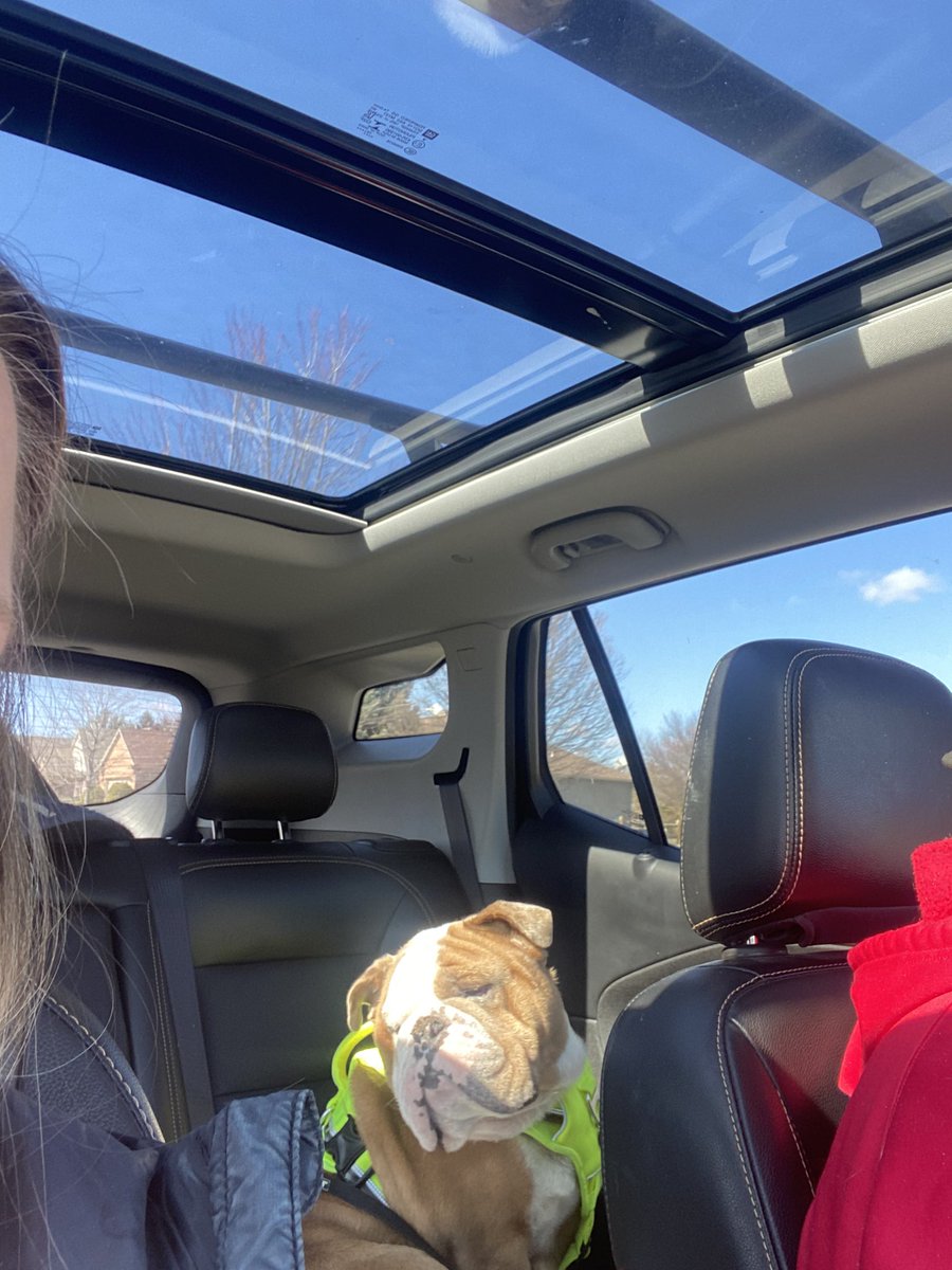 Sunny day car rides are my favorite! #Englishbulldog #DogsofTwittter