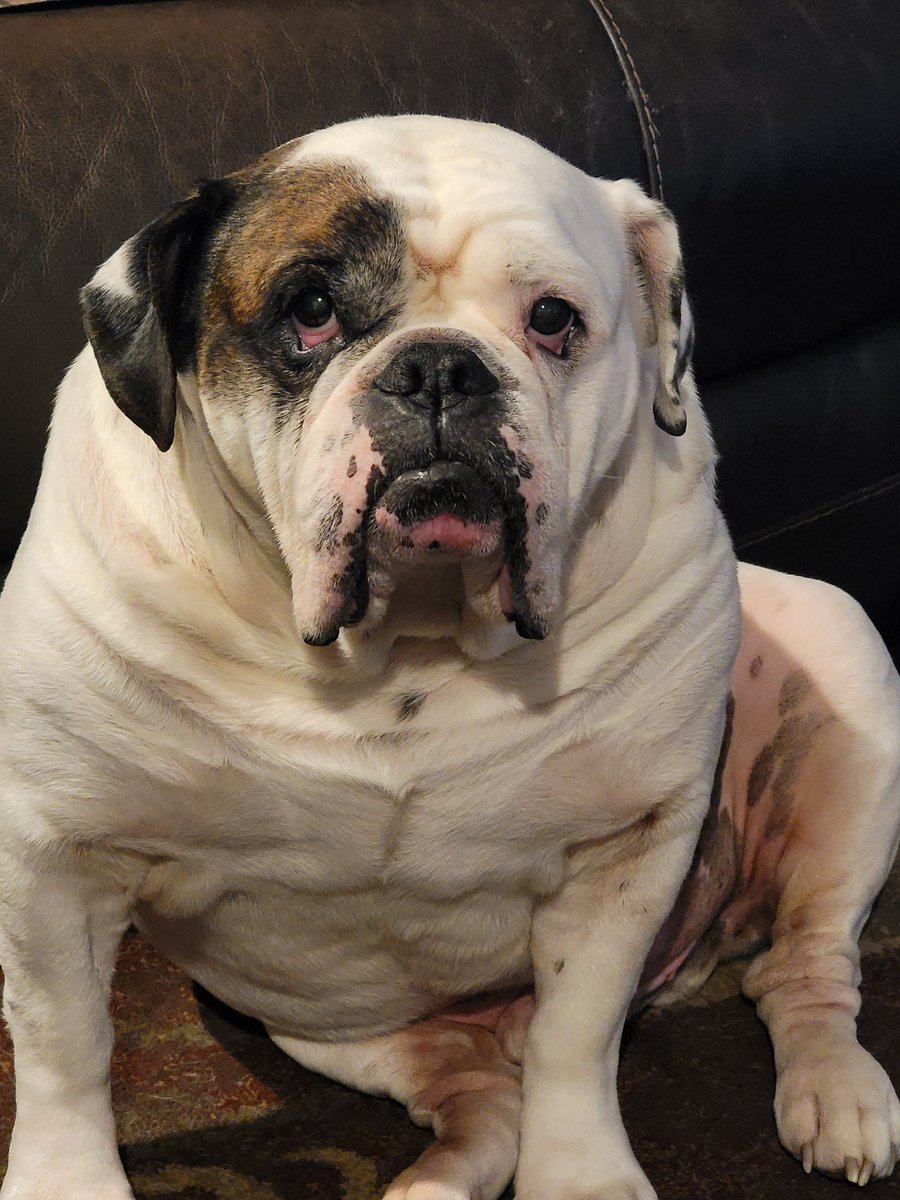 allyson3905's tweet photo. @buitengebieden Meet Rambo! https://t.co/nKFmvoEO8h