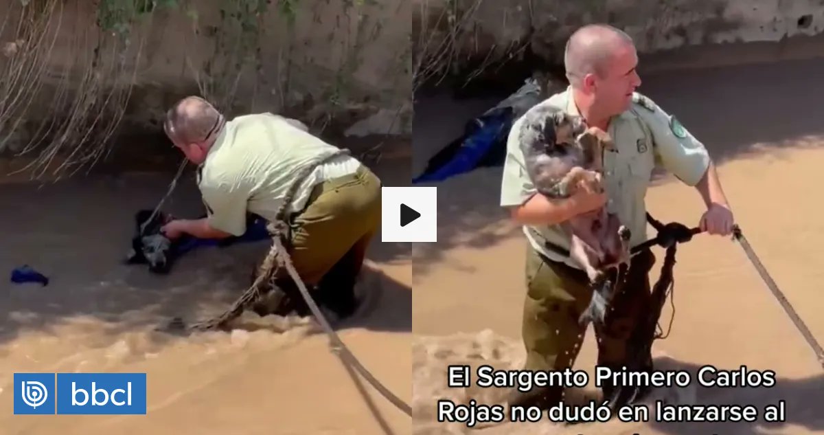 Captan a carabinero rescatando a un perrito que cayó en canal San Carlos en La Reina buff.ly/3z2dhz5
