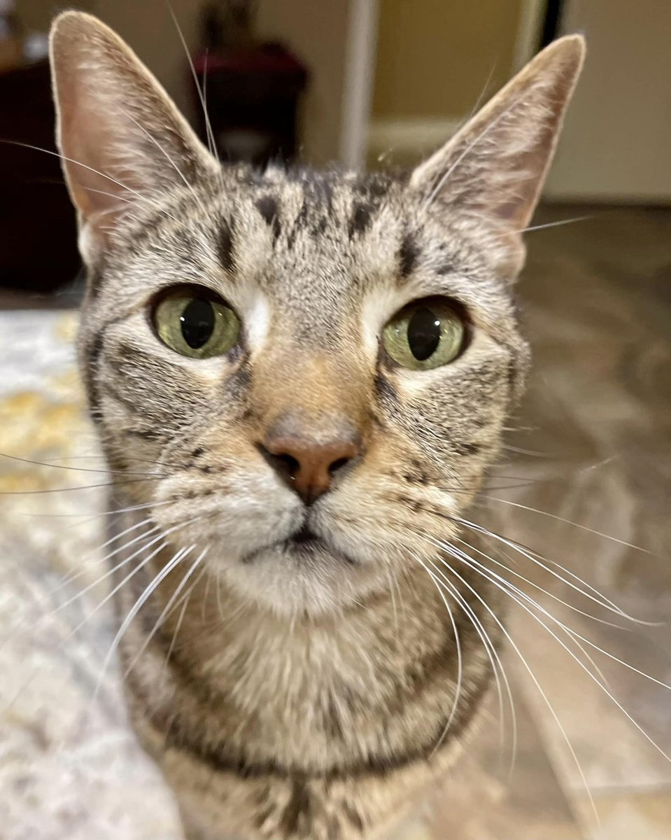 NatchezDog's tweet photo. Maggie has been feeling a bit left out with Rosie and Scruffy getting all the attention. She'd like it known that she is the ultimate zombie 🦎 catcher! #ZSHQ #CatsOfTwitter https://t.co/HDBh1PwLk5