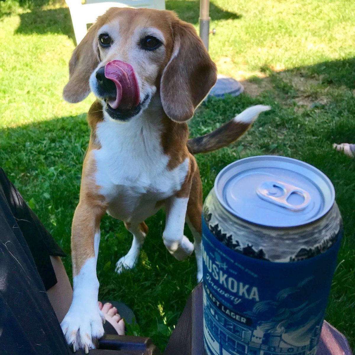 thereadhead's tweet photo. @dog_rates Sabine says hi! https://t.co/EoFTS6XHqI