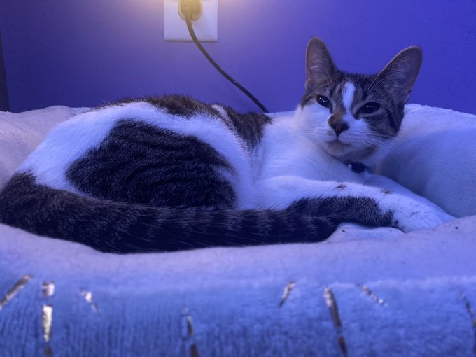 Finally uploaded to OF 💕 I&rsquo;ll be active tn too :) https://t.co/TjrmUvhgg7 https://t.co/sSoNp3QdIL<a href="/tag/customs"class="tags"><span>#customs</span></a><a href="/tag/selling"class="tags"><span>#selling</span></a><a href="/tag/nsfwtw"class="tags"><span>#nsfwtw</span></a><a href="/tag/puppygf"class="tags"><span>#puppygf</span></a>