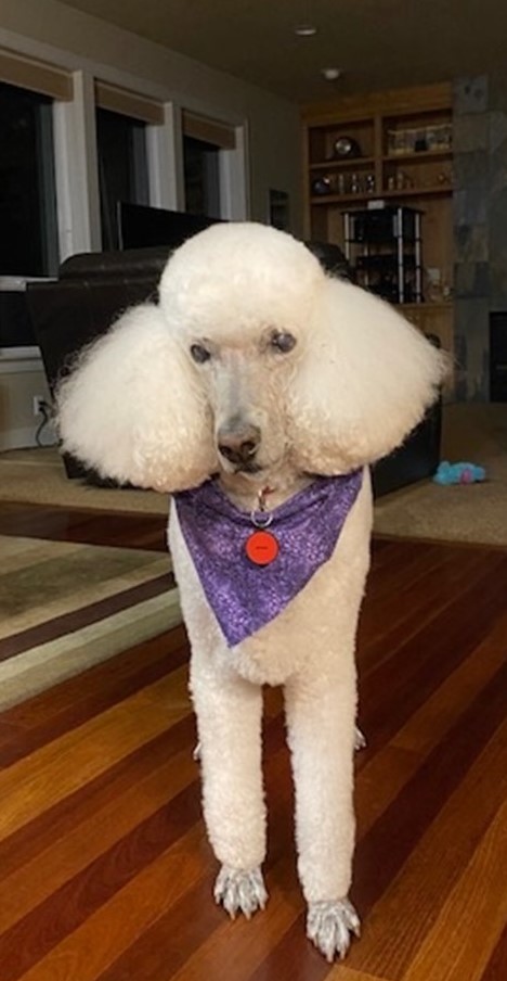 Today may be #NationalPuppyDay but every day is SeniorDogDay :)