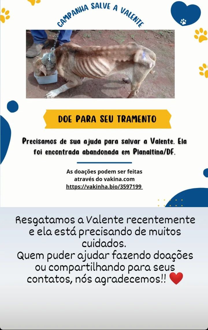 malozz_'s tweet photo. Me chamo Maria e moro em Brasília, recentemente eu e minha família resgatamos uma cachorrinha sábado passado que foi abandonada em Planaltina, a Valente. Infelizmente ela precisa fazer alguns exames e tratamento pois está pele e osso. Precisamos da sua doação (pix ou vaquinha) ❤️ https://t.co/6Zx9gjQ29y