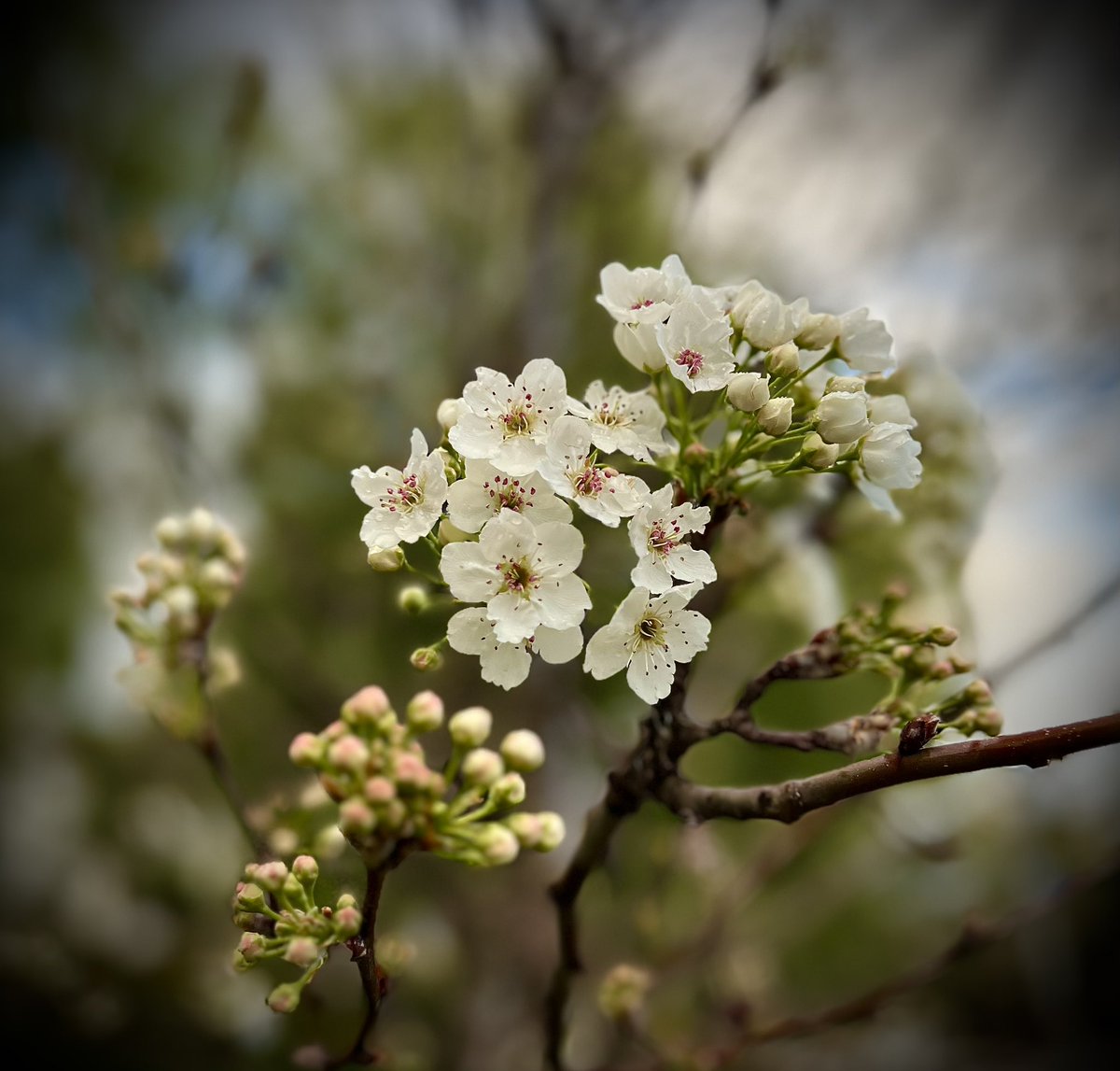 mlzema's tweet image. Springtime in the #SantaClaritaValley in #SoCal.
