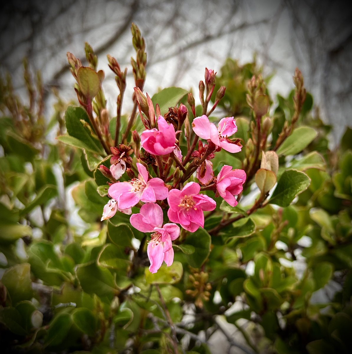 mlzema's tweet image. Springtime in the #SantaClaritaValley in #SoCal.