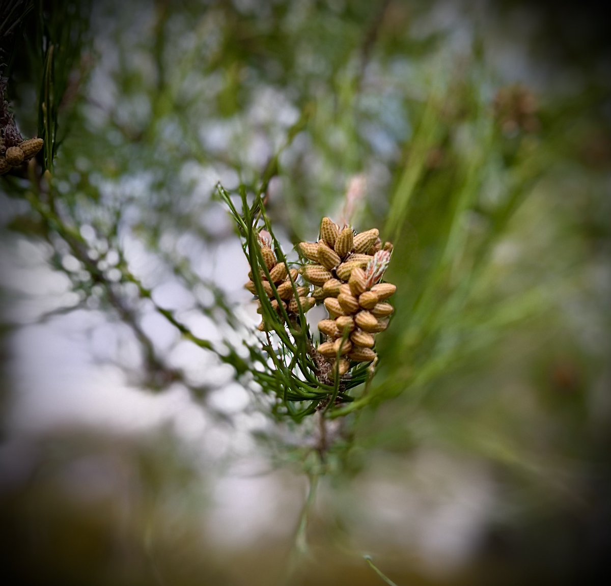 mlzema's tweet image. Springtime in the #SantaClaritaValley in #SoCal.