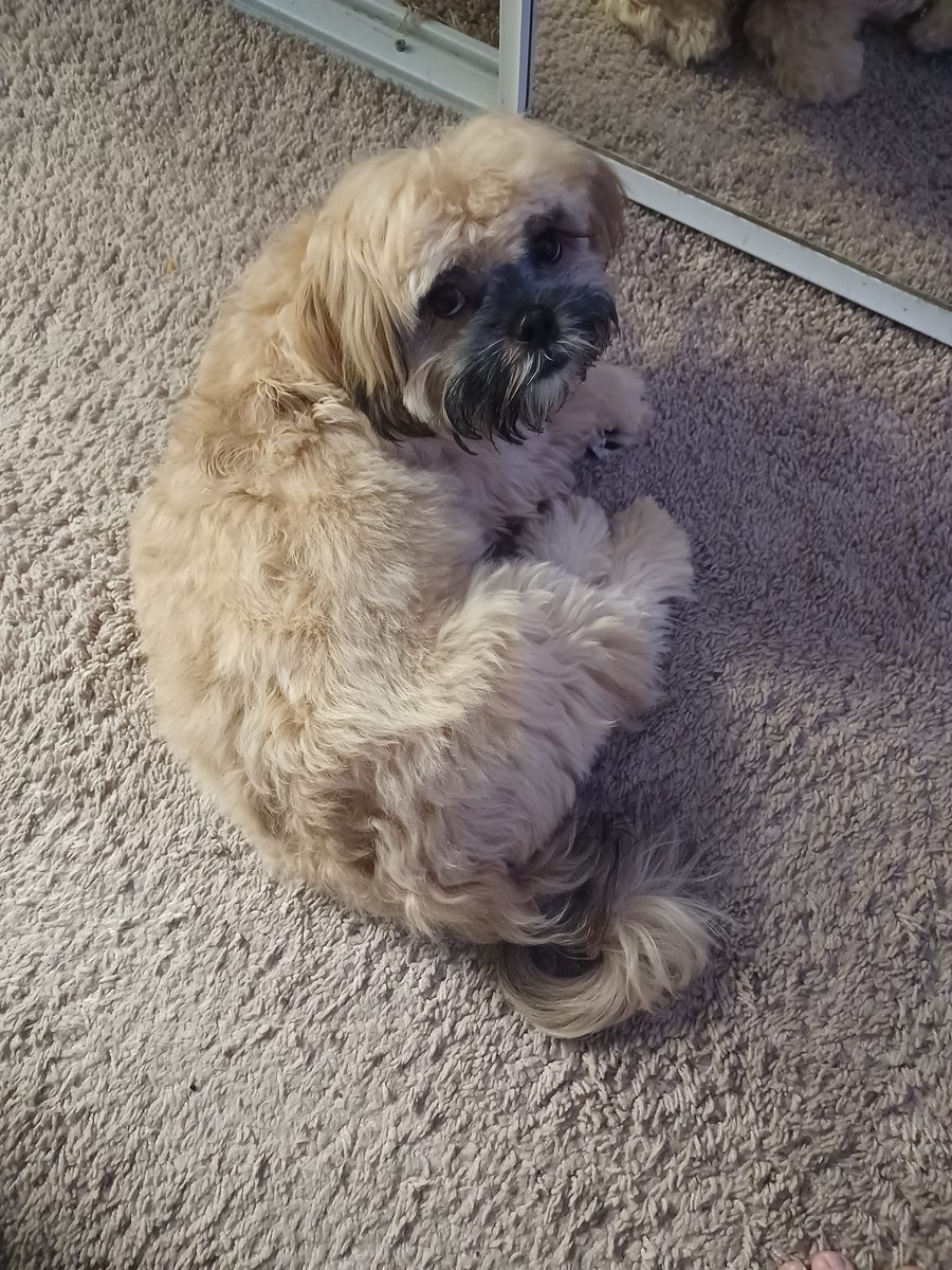 JohnMasiulionis's tweet photo. Through the journey of life, it's such a good feeling to know that your #BestFriend is by your side. π
#LittleForrest and I wish all of you a happy #NationalPuppyDay. πΎ https://t.co/QZlLNR46pf