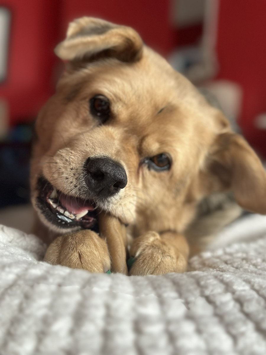 ChristieLynD's tweet photo. @dog_rates Gwen Helen enjoys her snacks in the fancy room https://t.co/FiHxZXRBDK