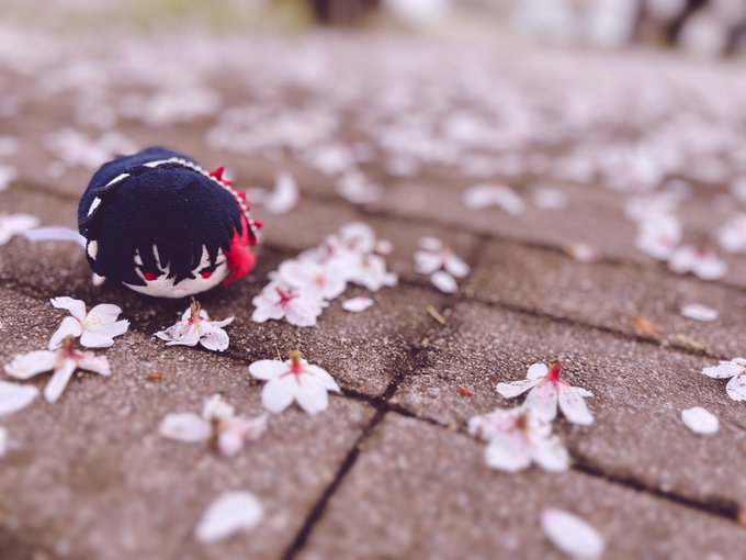 満開だね 