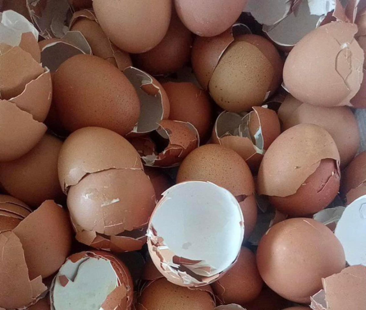 MalayFoodHunter's tweet photo. Baru tau rupanya kulit telur harganya lagi tinggi berbanding telur tu sendiri tau!!!

Sebab kulit telur yg dah diasingkan lagi bernilai sebab lagi byk benda boleh guna! dah byk company besar akan ambil kulit telur ni contoh "Baja"

Simpan ya kulit telur😁 https://t.co/KQ5ROBVvsk