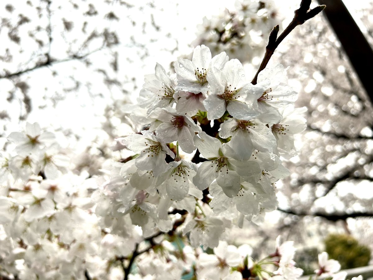 「本日の桜雨に打たれてハラハラ散ってます 」|川端新/陰陽師・安倍晴明コミカライズのイラスト