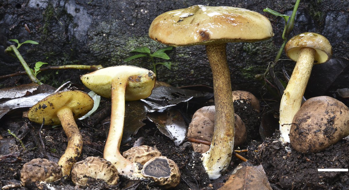 #NewSpecies! A newly discovered fungus from Mexico for #FungiFriday! Pseudoboletus silvaticus Treatment: treatment.plazi.org/id/03F16A2A-B6… Publication: doi.org/10.11646/phyto… @Phytotaxa @KewMycology @allthingsfungi @MycoFun @globalfungi #FAIRdata #nature #conservation #fungi #mushrooms