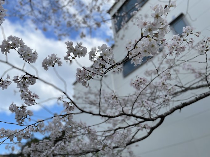 我が家の桜も満開が近い 