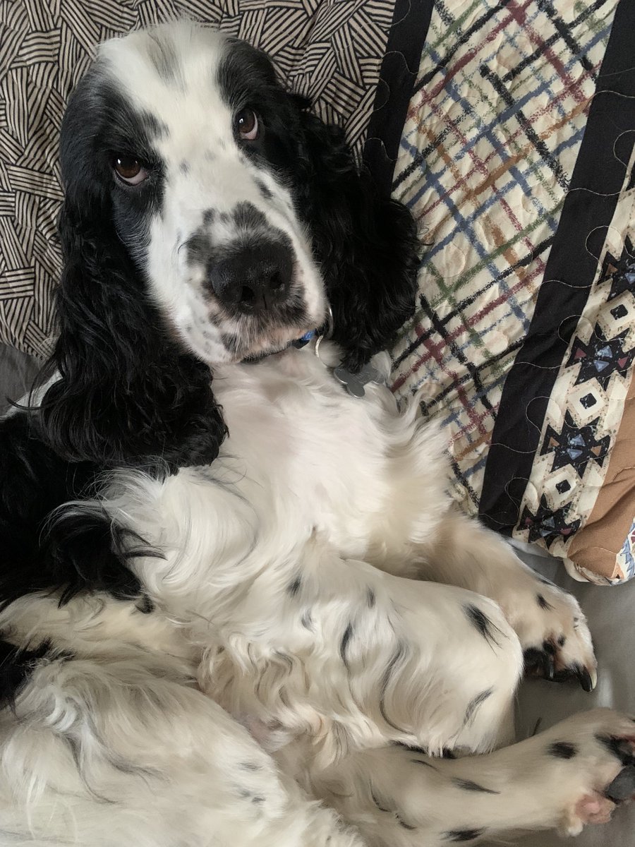 In case it helps. An excited cocker looking forward to the weekend