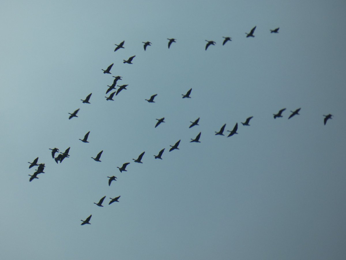 Pink footed geese migrating north over the Moors of Langholm yesterday whilst undertaking the #ExeterRewilding fieldtrip in Scotland. Skiens involved 170+ birds N at 10:00, followed by another 70+ around 14:00.  @uniexecec @StuBearhop <a href="/ConBiodivMSc/">Conservation and Biodiversity MSc (U of Exeter)</a> @McIntosh_Aimee <a href="/daveinnature/">Dr Dave Hudson</a>