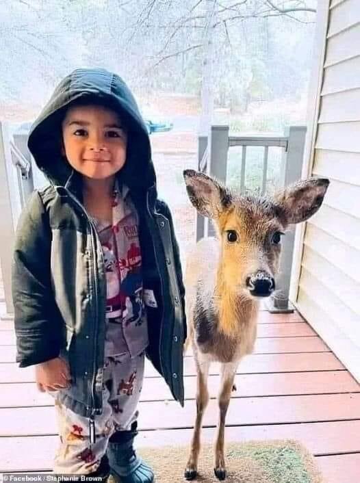 travelanita1's tweet photo. A four-year-old boy named "Dominic" surprised his mother by bringing a baby deer home from the woods in their backyard because he considered the deer his friendπ
Mom took a picture of them.
This happened in Virginia πΊπΈ
-ctto-β€οΈππ https://t.co/VGPB0vICIT