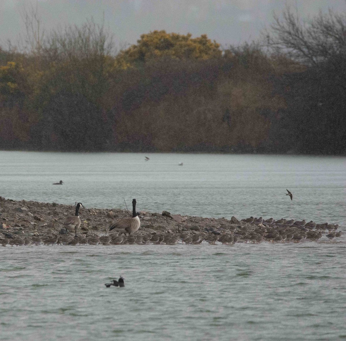 Happy (if wet and windy) morning bird-watching at @rsbpconwy yesterday. It was only when I was checking back through a few record shots of sand martins that I realised the camera had seen its first swallow of the year. I hadn't seen the roosting redshank either 🙄
#rspb #swallow