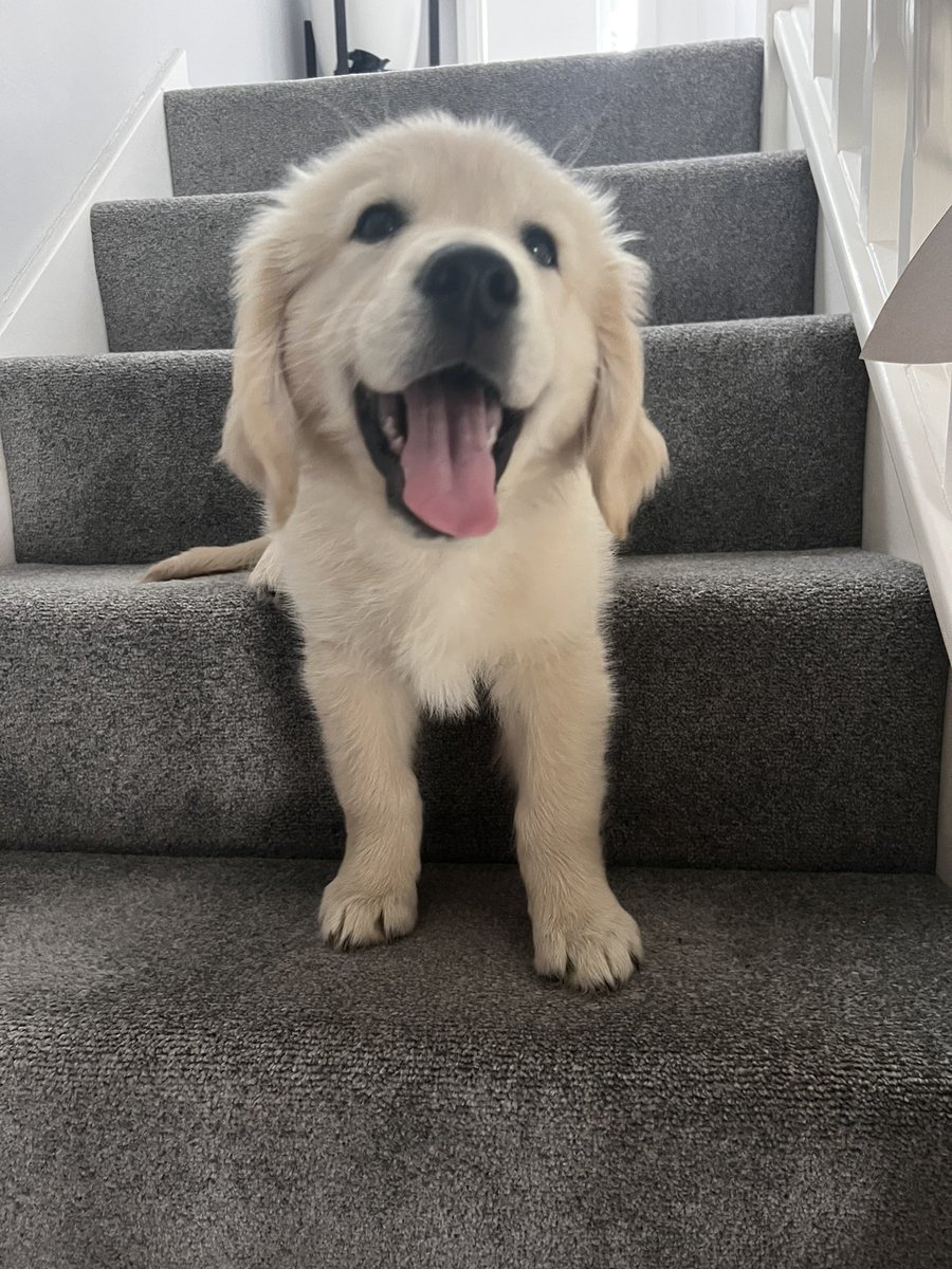 EmilyAsher's tweet photo. @AldiUK Better late than never… I’m a Grandma to this beautiful boy called Elvis! https://t.co/pi5DFPOy9b