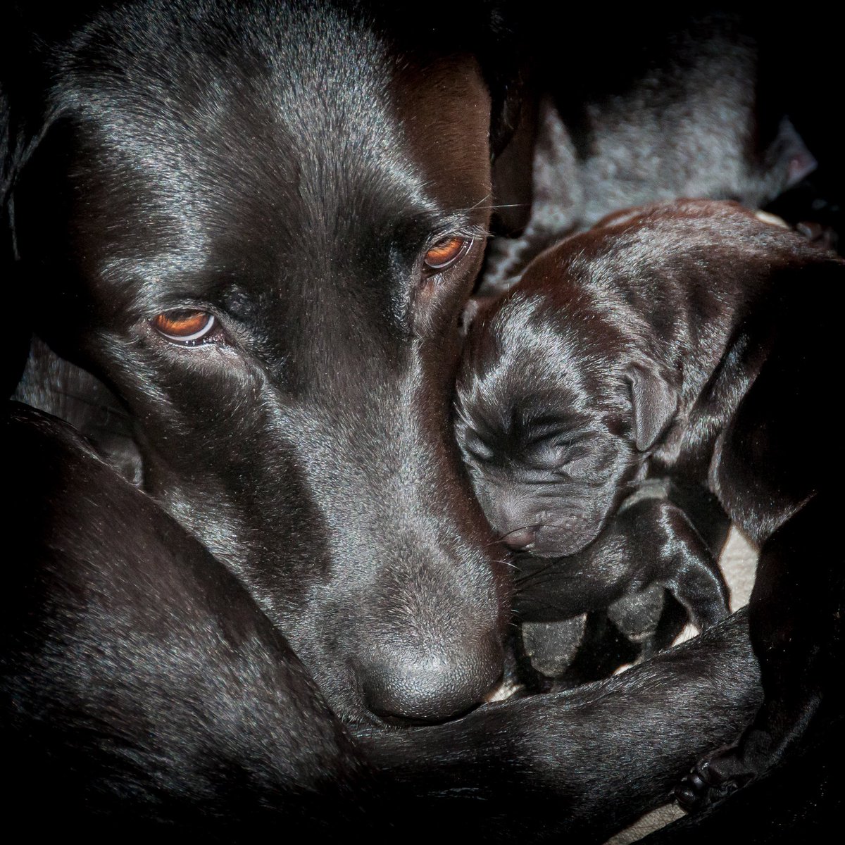 Skew Leader tweet media