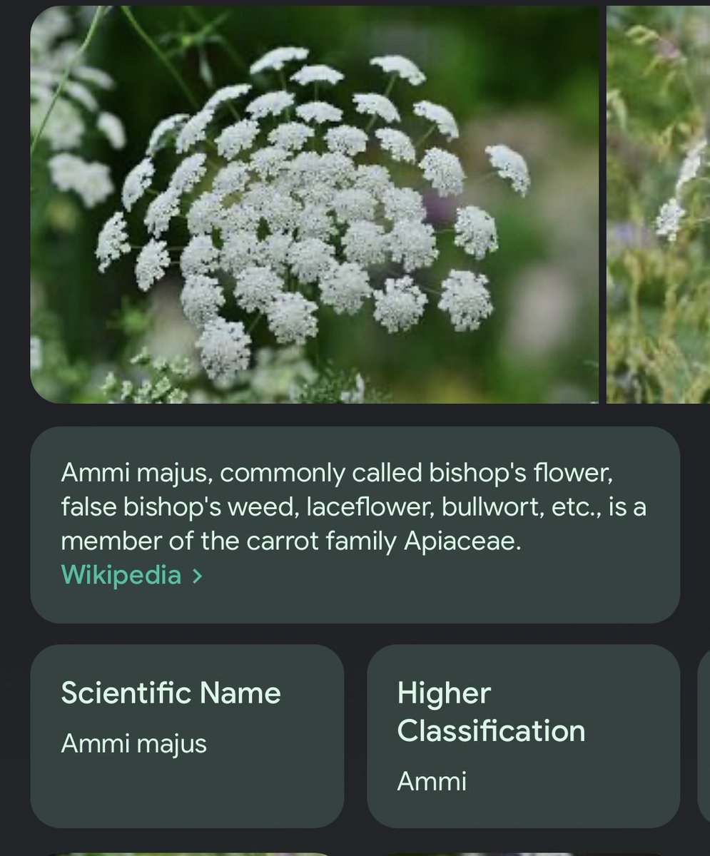 lumejeon's tweet photo. in case you needed another reason to cry the flower jimin's gifted to armys is called ammi flower https://t.co/svIy9RhGoP