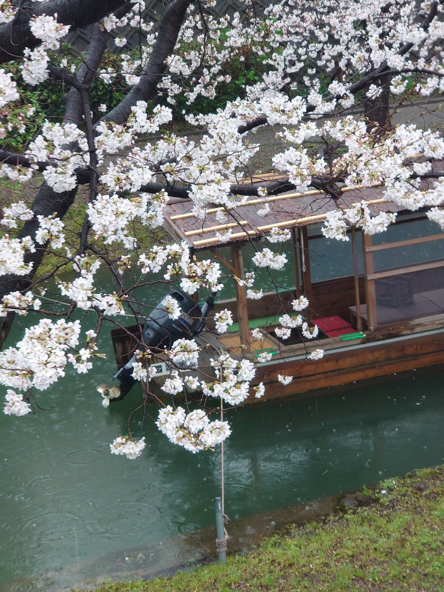 silver4869's tweet photo. #お気に入りの桜
#ウェザーニュース https://t.co/6yd6tA2oyj