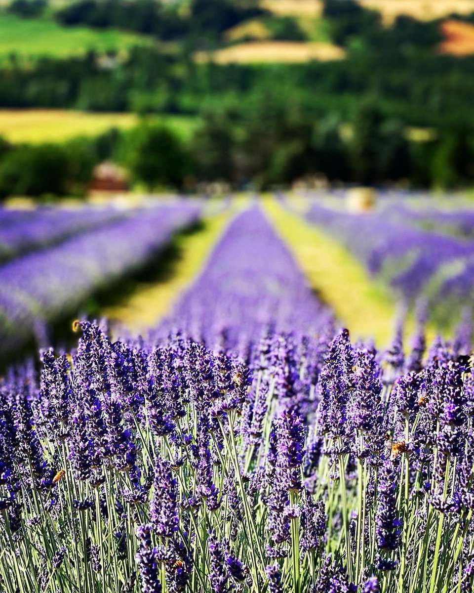 Luoghi instagrammabili, colorati e profumati: scopri dove ammirare le fioriture in Emilia Romagna 🍀
👉ow.ly/stCl50NqXhW | #inEmiliaRomagna