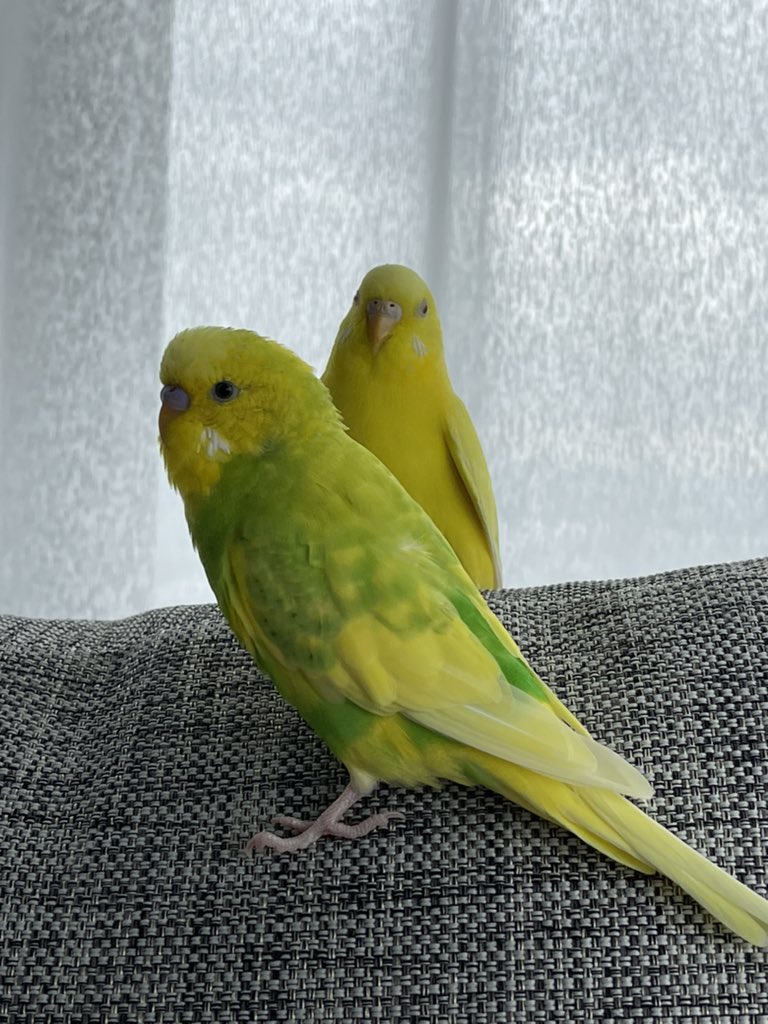 ez_xfk's tweet photo. ピピが迷子になって3ヶ月まだまだ似ているという情報があまりありません、、、
些細な情報でもいいのでぜひ似ている、保護したと言う事があれば、連絡お願いいたします🤲
ご協力よろしくお願いします🤲 https://t.co/jncqFkhUpn