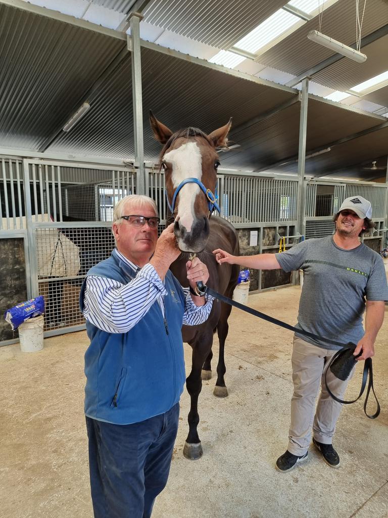 mrjcarternz's tweet photo. Visited @busuttin and Brendan @HawtinRacing showed me Paleface out of Diva in Red (@vcarternz will tell you it's my favourite mare) &amp; stallion #redwood @WestburyStud @vcarternz https://t.co/jd5YfbBGqK